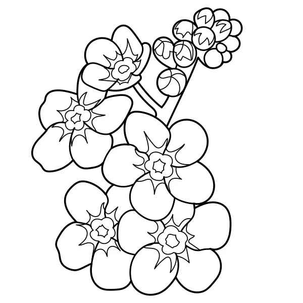 Les myosotis | Coloriages en ligne pour enfants