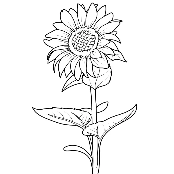 Tournesol | Coloriages en ligne pour enfants