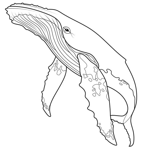 Baleine à bosse | Coloriages en ligne pour enfants